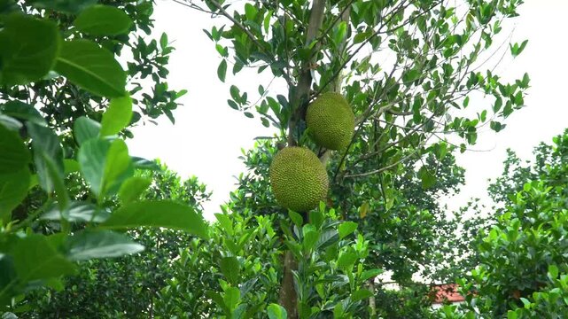 Ripe jackfruits hanging on the tree