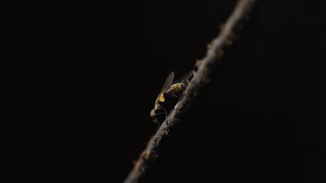 Macro shot of flies in dim light