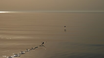 Flying Fish