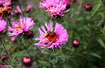 A bee pollinates a pink aster flower in the garden on a cloudy autumn day. Plant pollination - color horizontal photo, close-up, overhead view