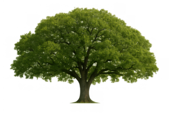 Broad green tree with dense foliage and a sturdy trunk, standing alone with a transparent background