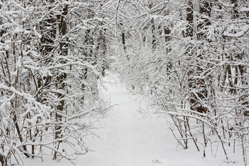 Winter landscape overlooking a snow-covered forest. There is a lot of snow in the forest. High quality photo