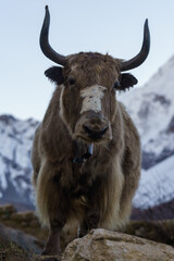 Majestic yak stands tall against snowy mountains