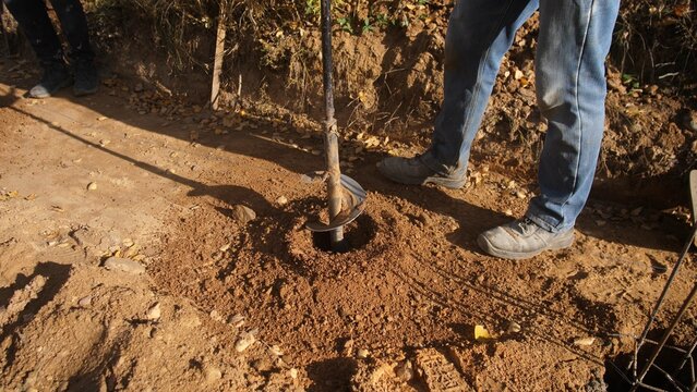 planting with support, helper plants young tree securely, worker carefully plants sapling using support and mulch layers