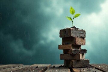 Resilience A Small Plant's Triumphant Growth Amidst a Stormy Sky on Rustic Wooden Blocks