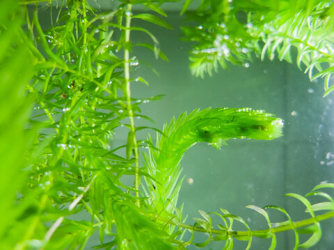 Aquatic plant - elodea in aquarium. Selective focus.