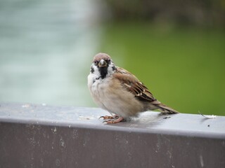 柵の上に立つ小鳥