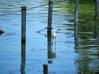 秋の水辺に立つ鷺