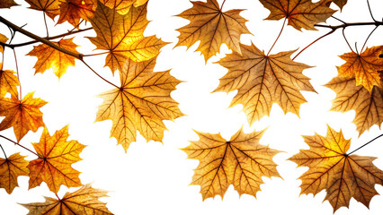 Fototapeta premium Maple leaves with autumn colors isolated on transparent background, top view closeup