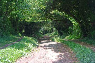 Beautiful green tree tunnel with sunlight filtering through leaves along a peaceful forest path.