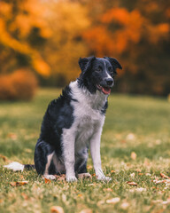 Beautiful black and white Border Collie dog sitting outdoors on the grass with a blurry background of colorful autumn leaves in a park setting.