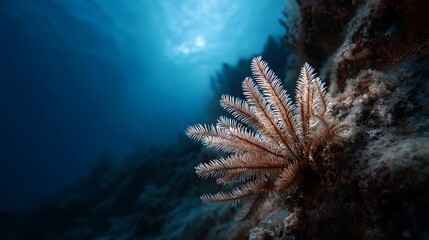 Obraz premium A delicate feather star drifts gently on a vibrant coral reef wall in the deep blue ocean