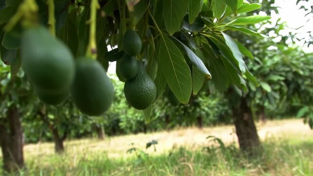 Avocado orchard with fruit hanging from branches on a bright sunny day