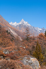 Autumn colors frame majestic snow-capped mountains