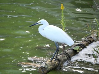 丸太に止まる鷺