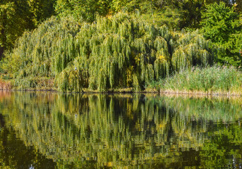 Obraz premium Scenic view of lush green tree foliage reflected in a lake