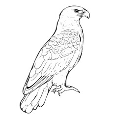 An eagle without color and without a background.