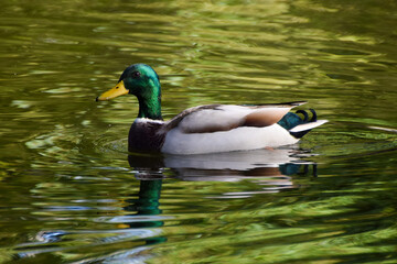 A male mallard duck swims in a pond