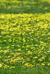 Fototapeta premium Future Learning with Artificial Intelligence