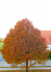 Der Lindenbaum im Herbst