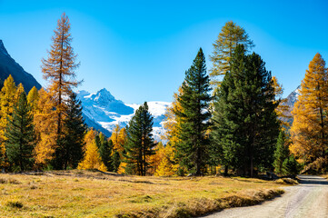 Autumnal view of the Roseg Valley, Switzerland, with trees and autumn colors.