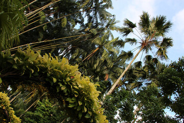 Fototapeta premium trees in a park (singapore botanic gardens) in singapore
