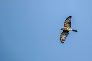 Underwing of the brilliant female Chinese Sparrowhawk