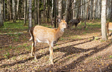 Group of dappled deer grazing in a forest during autumn with fallen leaves and soft sunlight