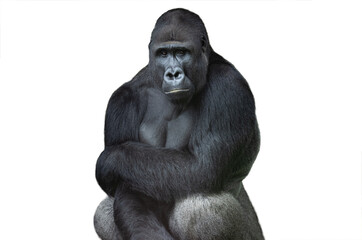  western lowland gorilla isolated on white background