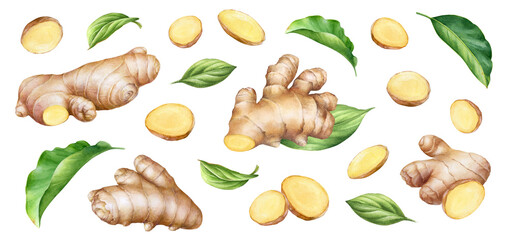 Hand painted botanical illustration of ginger root with pieces and foliage isolated on white background. For culinary and packaging visuals, herbal remedy and organic lifestyle creative projects.