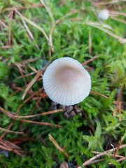 mushroom in the grass