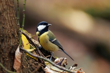 great tit parus major