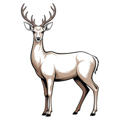 deer vector illustration