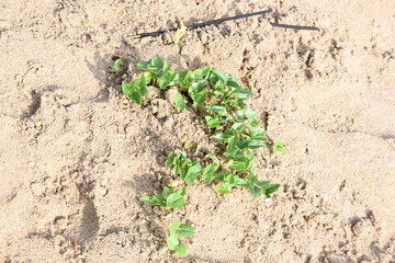 Macrotyloma uniflorum plants. Its common names horse gram, kulthi bean, gahat, hurali...