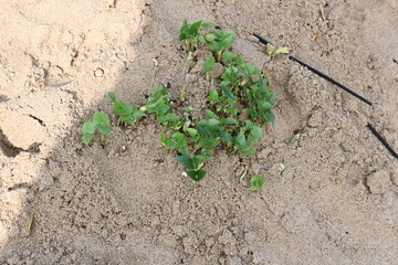 Macrotyloma uniflorum plants. Its common names horse gram, kulthi bean, gahat, hurali and Madras gram. Its  legume native to tropical southern Asia. Sprouted grains or Sprouted pulses.
