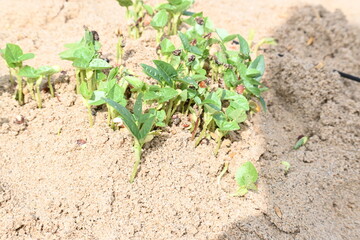 Macrotyloma uniflorum plants. Its common names horse gram, kulthi bean, gahat, hurali and Madras gram. Its  legume native to tropical southern Asia. Sprouted grains or Sprouted pulses.