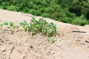 Macrotyloma uniflorum plants. Its common names horse gram, kulthi bean, gahat, hurali and Madras gram. Its  legume native to tropical southern Asia. Sprouted grains or Sprouted pulses.