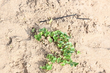 Macrotyloma uniflorum plants. Its common names horse gram, kulthi bean, gahat, hurali and Madras gram. Its  legume native to tropical southern Asia. Sprouted grains or Sprouted pulses.