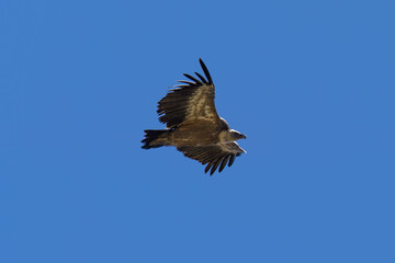 Majestic vulture soars through clear blue sky