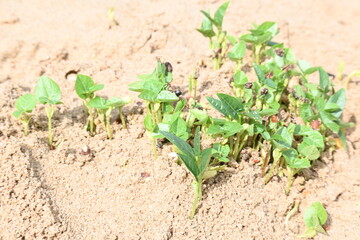 Macrotyloma uniflorum plants. Its common names horse gram, kulthi bean, gahat, hurali and Madras gram. Its  legume native to tropical southern Asia. Sprouted grains or Sprouted pulses.