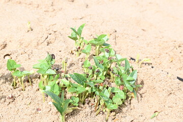Macrotyloma uniflorum plants. Its common names horse gram, kulthi bean, gahat, hurali and Madras gram. Its  legume native to tropical southern Asia. Sprouted grains or Sprouted pulses.