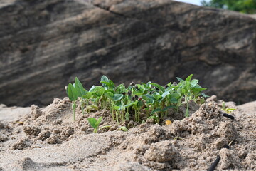 Macrotyloma uniflorum plants. Its common names horse gram, kulthi bean, gahat, hurali...