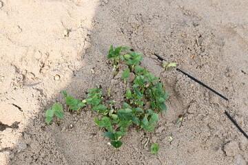 Macrotyloma uniflorum plants. Its common names horse gram, kulthi bean, gahat, hurali...