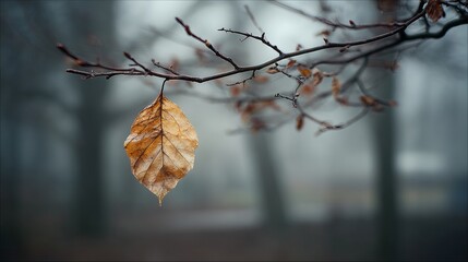 Lone autumn leaf clings to bare branch, evoking melancholy beauty and the quiet transition of seasons