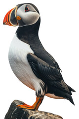 Naklejka premium PNG Colorful puffin bird perched.
