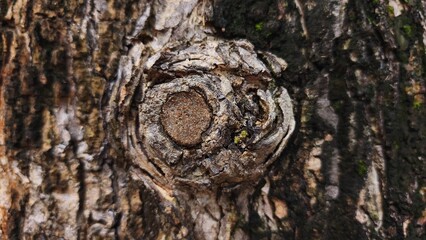 Close-up of tree bark texture, suitable for background natural form, Wood background