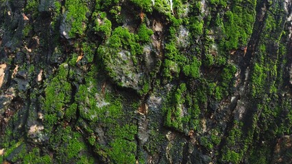 Close-up of tree bark texture, suitable for background natural form, Wood background