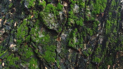 Close-up of tree bark texture, suitable for background natural form, Wood background