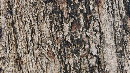 Close-up of tree bark texture, suitable for background natural form, Wood background