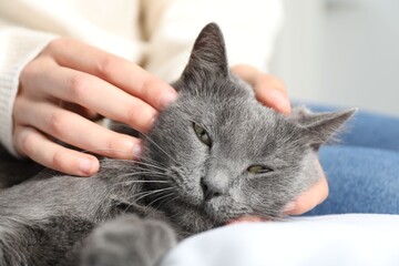 Woman with cute grey cat on bed at home, closeup